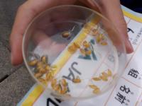 種を発芽させ，下準備を進めていました。