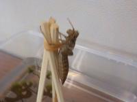 後だしｼﾞｬﾝｹﾝ