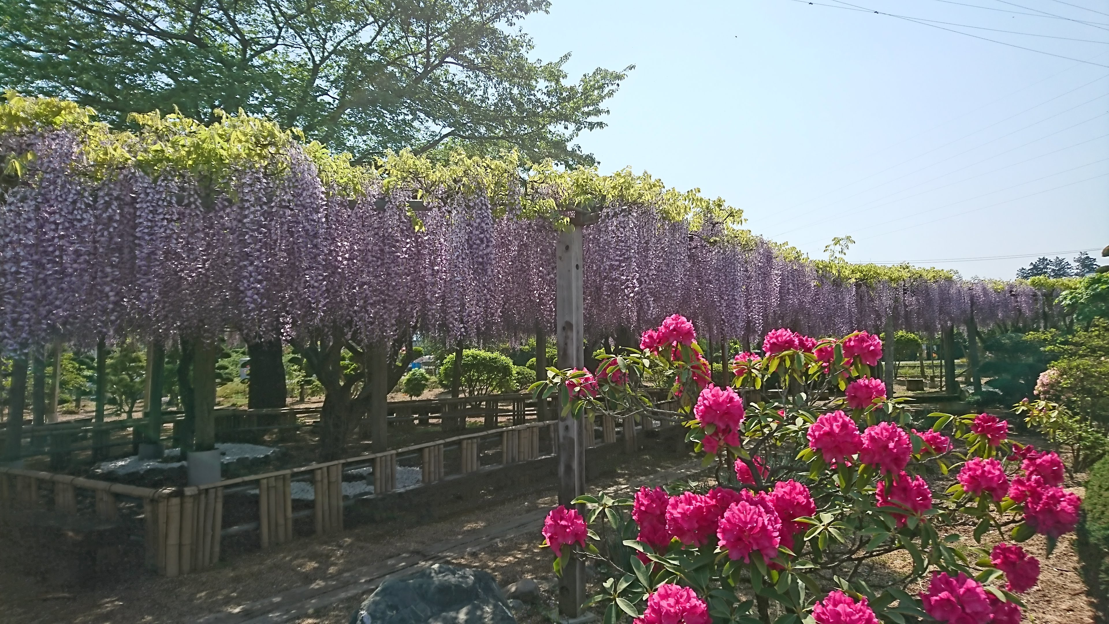 よしみね　ふじ園