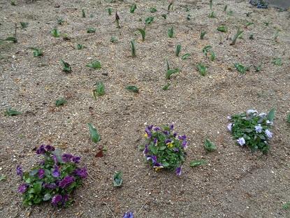 中庭のチューリップが育っています！